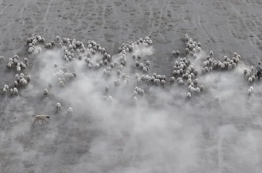 Arazide ilerleyen koyun ve kuzuların toz bulutlarıyla görüntüsü görsel şölen sundu