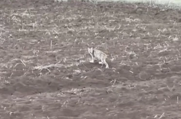 Arazide tek başına yürüyen yavru vaşak, sürüden ayrılan pengueni hatırlattı 