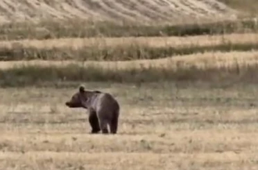 Ardahan’da boz ayı tarlaya indi 