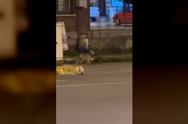 Ardahan’da gece şehre inen tilki kamerada 