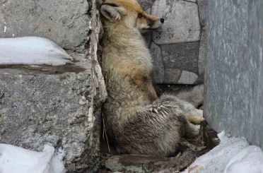 Ardahan’ın Damal ilçesinde yaralanan tilkiye belediye başkanı sahip çıktı 