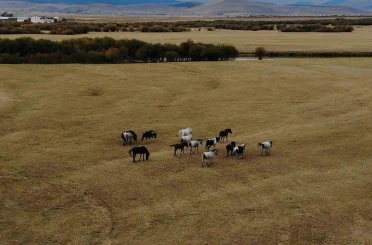Ardahan’ın vahşi güzelliği: Yılkı atları dron ile görüntülendi 