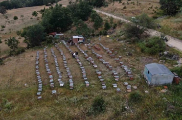 Arıcılıkta yapay zeka dönemi 