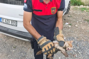 Arsuz’da aracın kaputuna giren kediyi itfaiye kurtardı 