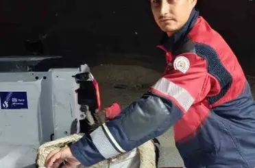 Arsuz’da kayalıklarda yorgun düşen leylek kurtarıldı
