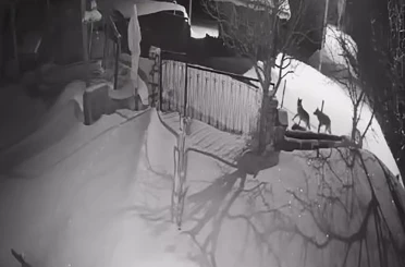 Artvin’de aç kalan kurt sürüsü yerleşim alanına indi 