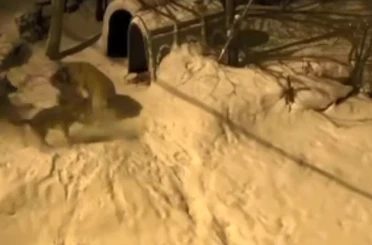 Artvin’de cesur bekçi köpeği 6 kurda meydan okudu 