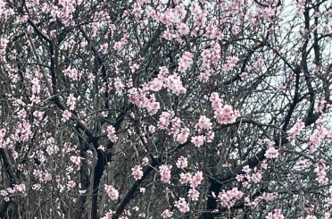 Artvin’de meyve ağaçları çiçek açtı 