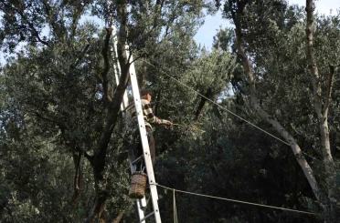 Artvin’de üstün lezzet ödüllü Butko zeytininin hasadı başladı
