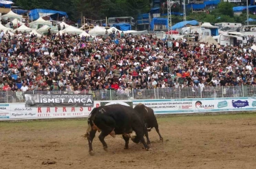 Artvin’in Kafkasör Yaylası’nda boğaların 45. randevusu nefes kesti 