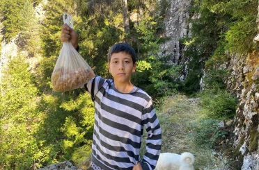 Artvinli minik Eymen hafta sonları çam sakızı toplayarak kilosunu 5 bin liraya satıyor 