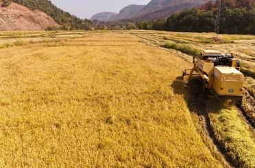 Aşırı sıcaklar "beyaz altın" çeltikte verimliliği düşürdü 