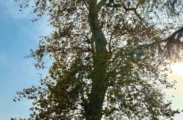 Asırlık çınar ağacının koruma altına alınması bekleniyor 