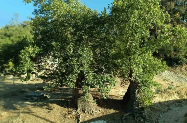 Asırlık çınar ağaçların koruma altına alınması isteniyor 