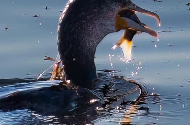 Astsubaylıktan kuş fotoğrafçılığına, Beyşehir Gölünde bir doğa sevdalısı
