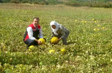 Ata tohumundan gelen miras: Yayla kavunu Karabağlar’da yüz yıllardır yaşatılıyor 