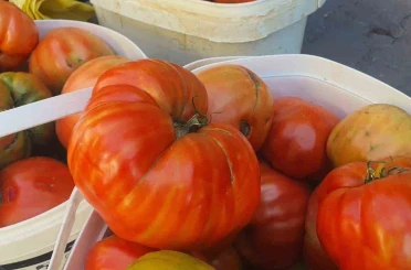 Ata tohumundan yetişen Mahman domatesi tezgahlarda yerini aldı 