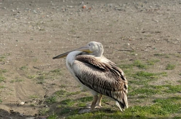 Atakum sahilinde pelikan görüldü 