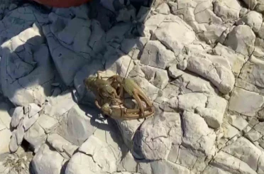 Atatürk Barajı Göleti’nde ilk defa kerevit görüldü 