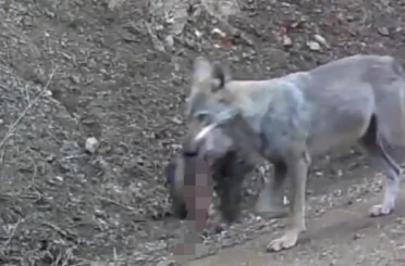 Avını taşıyan kurt fotokapanda 