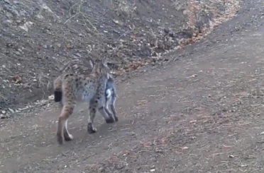 Avını taşıyan vaşak kamerada 