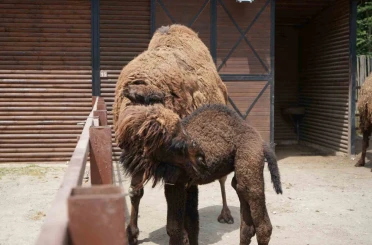 Avrupa’nın en büyük doğal yaşam parkında yavru deve heyecanı 