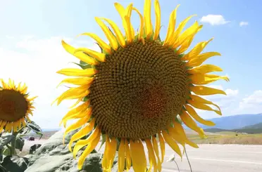 Ayçiçeği alımları başladı