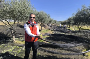 Aydın, zeytincilikte Türkiye’nin zirvesinde 
