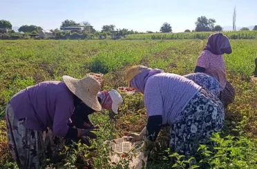 Aydın’da 12 bin 94 dekarda domates hasadı sürüyor 