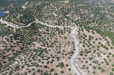 Aydın’da 15 yıl önce dikilen fıstıkçamları kozalak vermeye başladı 