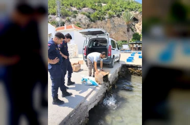 Aydın’da 60 kilo canlı yengeç ele geçirildi 
