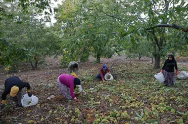 Aydın’da dağlardaki kestane hasadı sona erdi