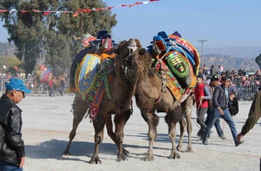 Aydın’da deve güreşleri ertelendi 