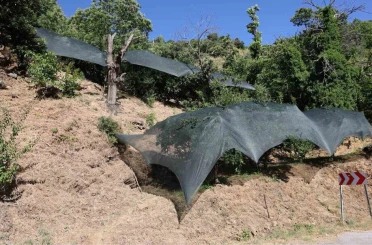 Aydın’da don afeti mağduru üreticilere 50 milyon liralık destek 