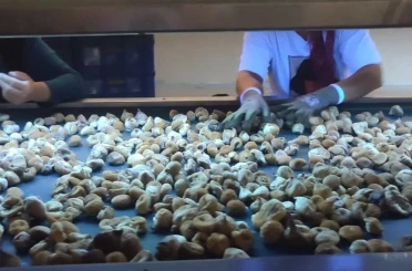 Aydın’da incir depoları denetlendi 