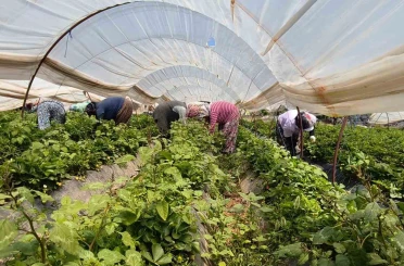 Aydın’da kavurucu sıcakta çilek mesaisi 