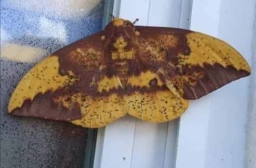 Aydın’da kelebeğin sırtındaki insan silüeti dikkat çekti 