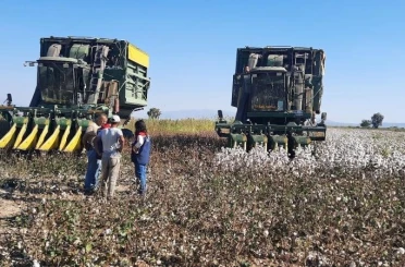 Aydın’da pamuk toplama fiyatı belirlendi 