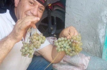 Aydın’da pekmez yapım sezonu başladı 