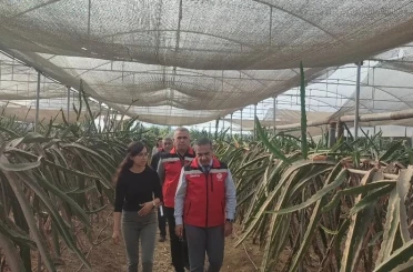 Aydın’da pitaya üretimi genişliyor 