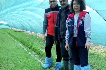 Aydın’da salep orkidesi üretimi büyüyor 