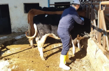 Aydın’da şap hastalığına karşı aşılama çalışmaları sürüyor