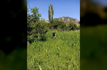 Aydın’da sorgum otu ekili alanlar kontrol edildi 