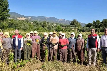 Aydın’da tütün üretiminin merkezi Karacasu’da kırım başladı 