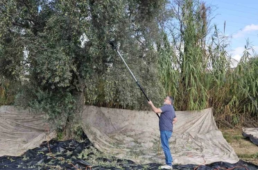 Aydın’da yağışların ardından zeytin hasadı başladı