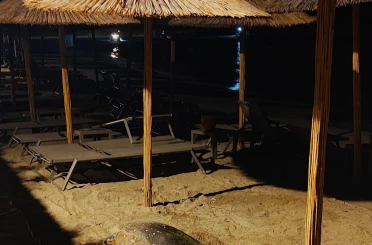 Aydın’ın Kuşadası ve Didim kıyılarında caretta hareketliliği 