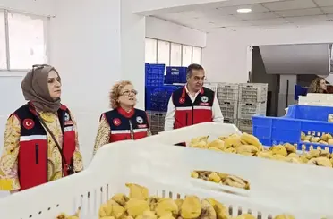 Aydın’ın sarı altını incir için denetimler sıklaştırıldı
