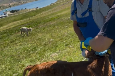 Aydıntepe Yaylası’nda buzağılar küpelenerek aşılandı 