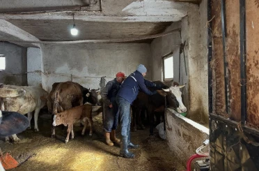 Aydıntepe’de 2026 ilkbahar şap aşılama kampanyası tamamlandı 