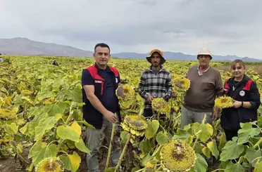 Aydıntepe’de ayçiçeği hasadı başladı
